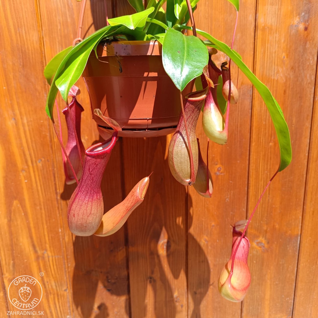 Obrázok Mäsožravý krčiažnik (Nepenthes alata) ´MONKEY JARS´ - výška 20-30 cm, kont. C1L - závesný kvetináč